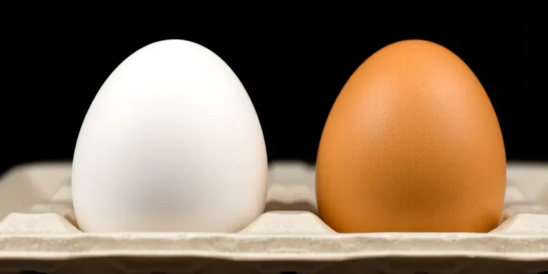 Het Verschil Tussen Witte en Bruine Eieren Uitgelegd